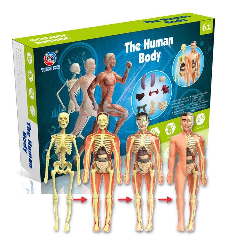 🔥Last Day Promotion 70% OFF - 3d Human Body Torso Model for Kid Anatomy Model Skeleton