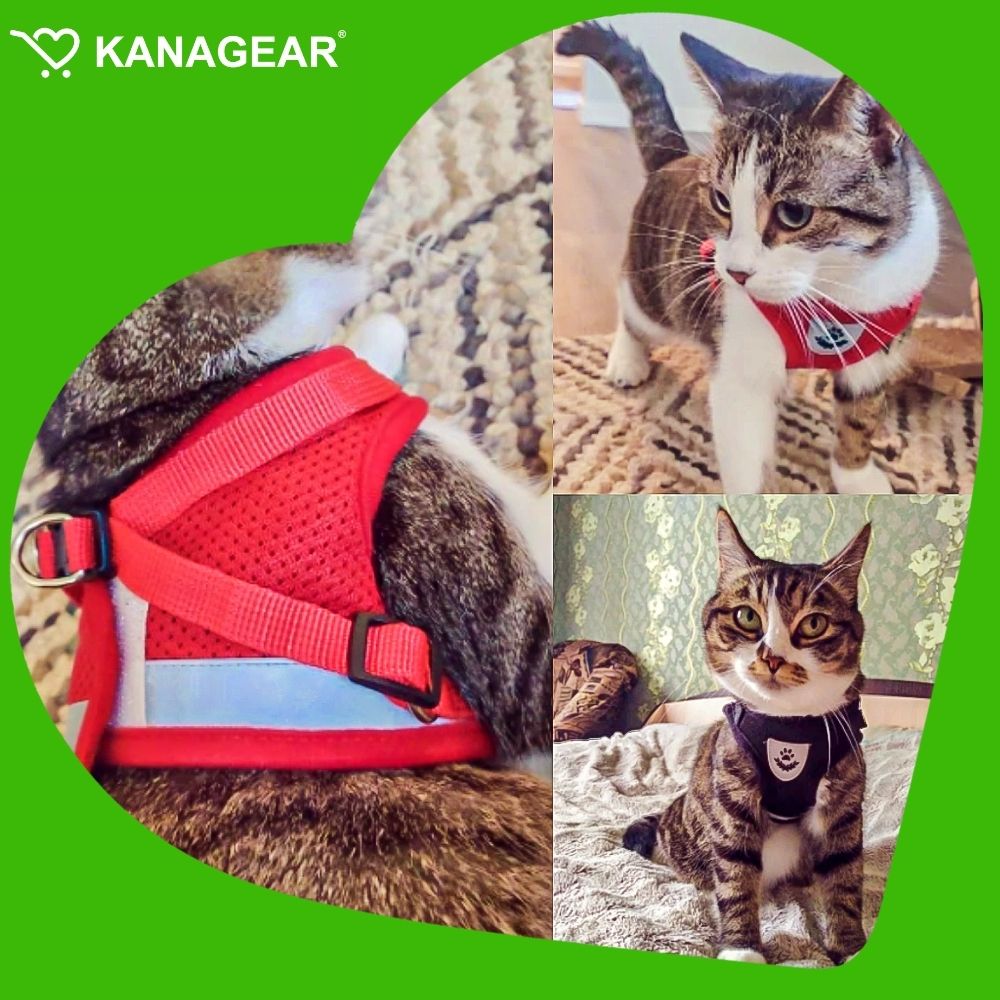 EasyWalkTM Cat Harness and Leash Set