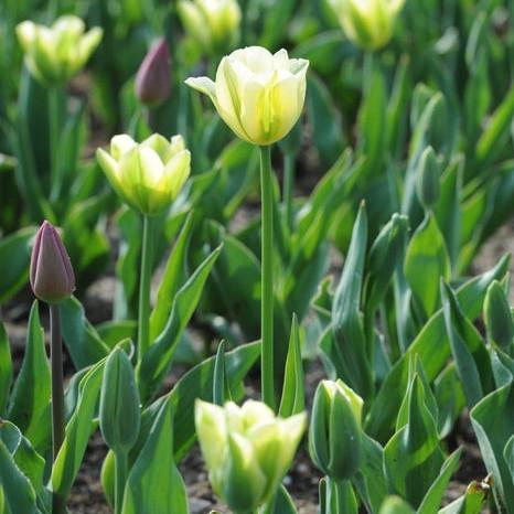NEW!!!100pcs/ Bag-Tulip Seeds Garden Flower Plant Flowers