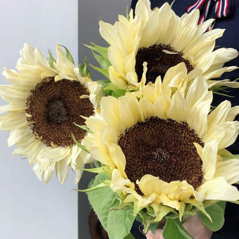 50 Seeds Yellow sunflower with black heart
