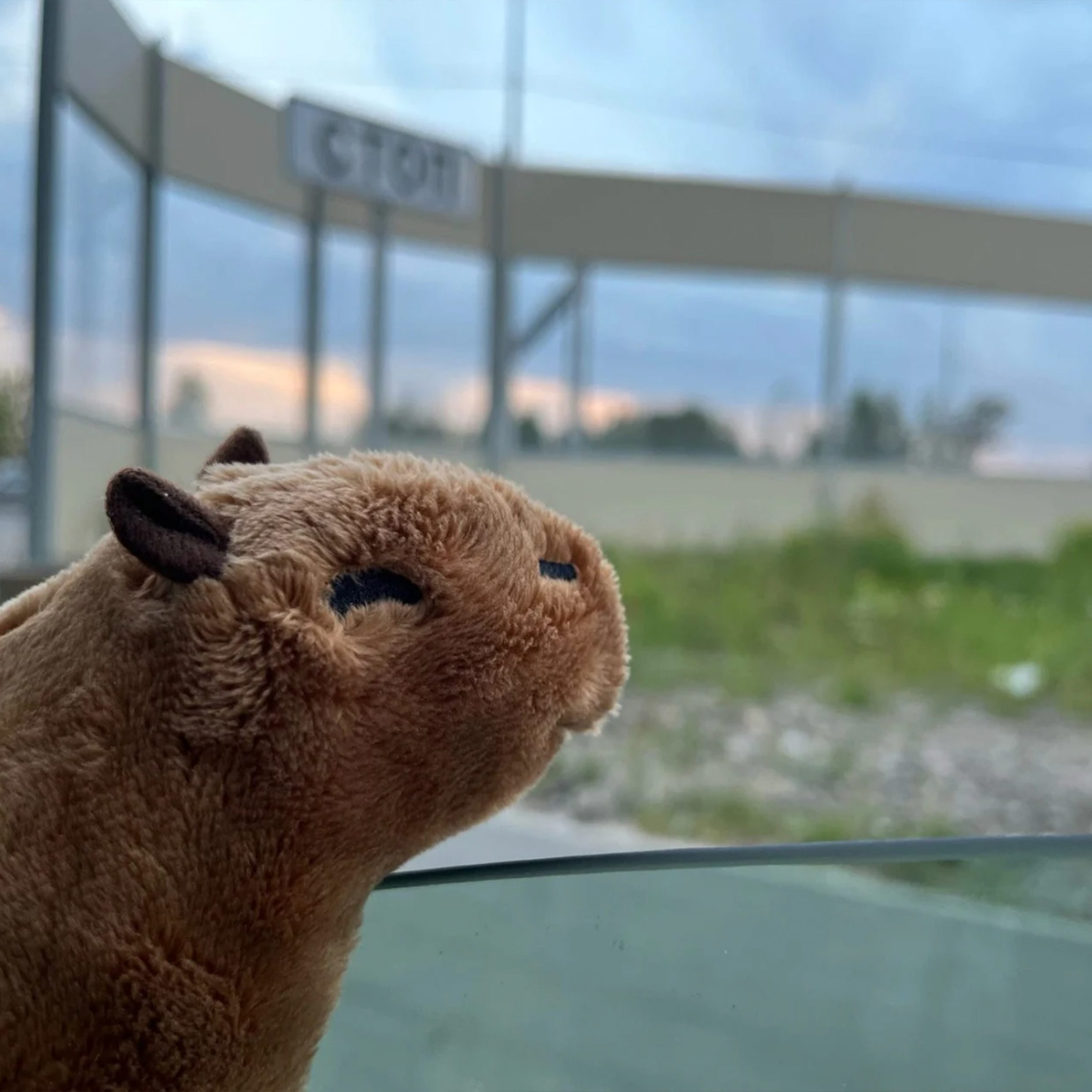 Calvin The Capybara - Fluffy & Cute Plushie