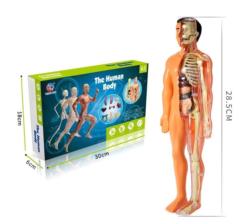 🔥Last Day Promotion 70% OFF - 3d Human Body Torso Model for Kid Anatomy Model Skeleton