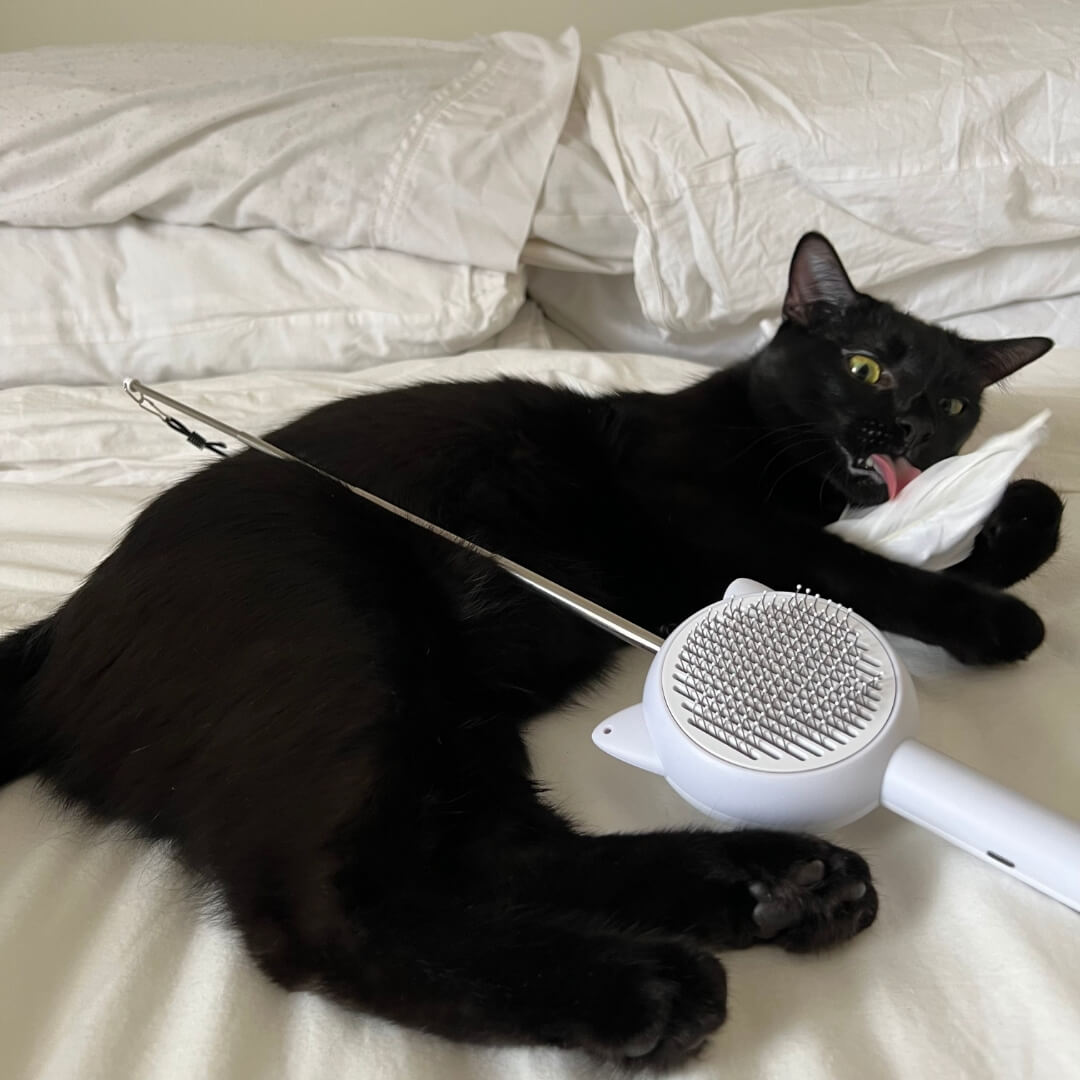 😻5-in-1 Cat Brush🐈