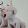 Scary Halloween Ghost Doll Resin Statue Ornament