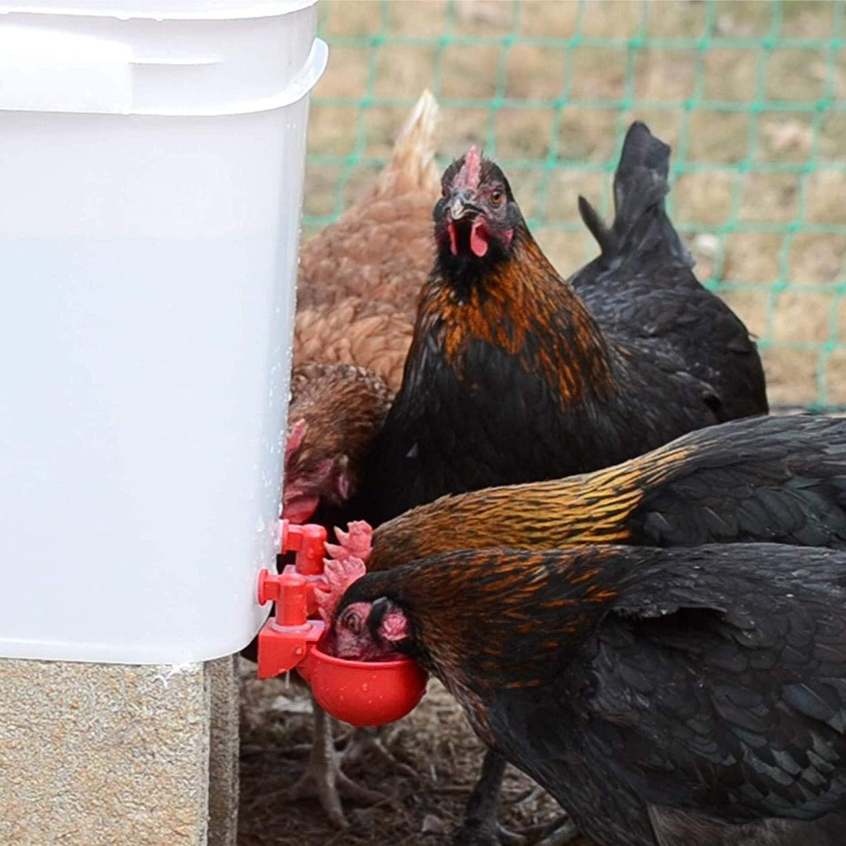 ( New Year Hot Sale - 30% OFF) Automatic Chicken Water Cup Bird Coop