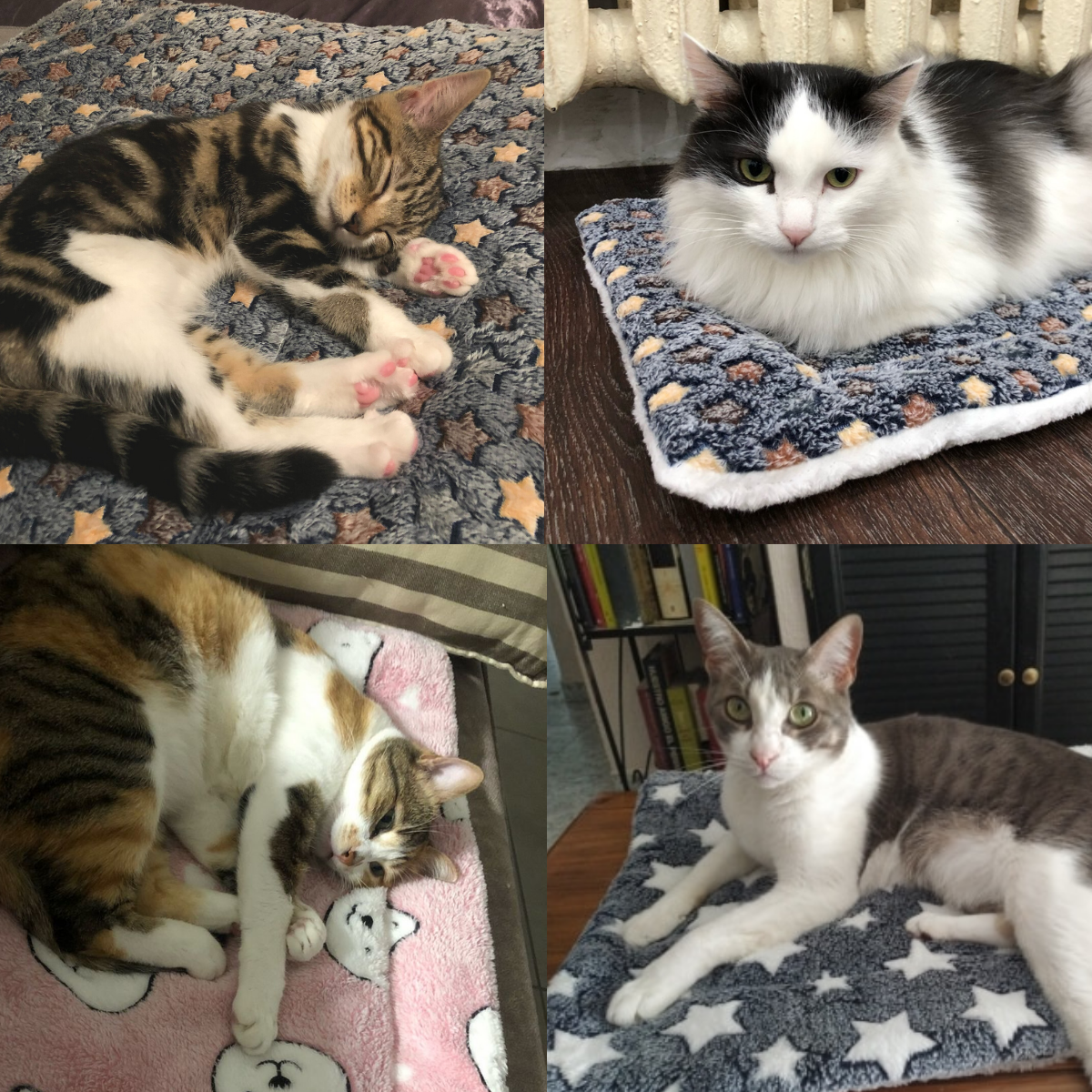 (💥49% OFF--Last Day Sale)--Cozy Calming Cat Blanket--BUY 2 GET 10% OFF