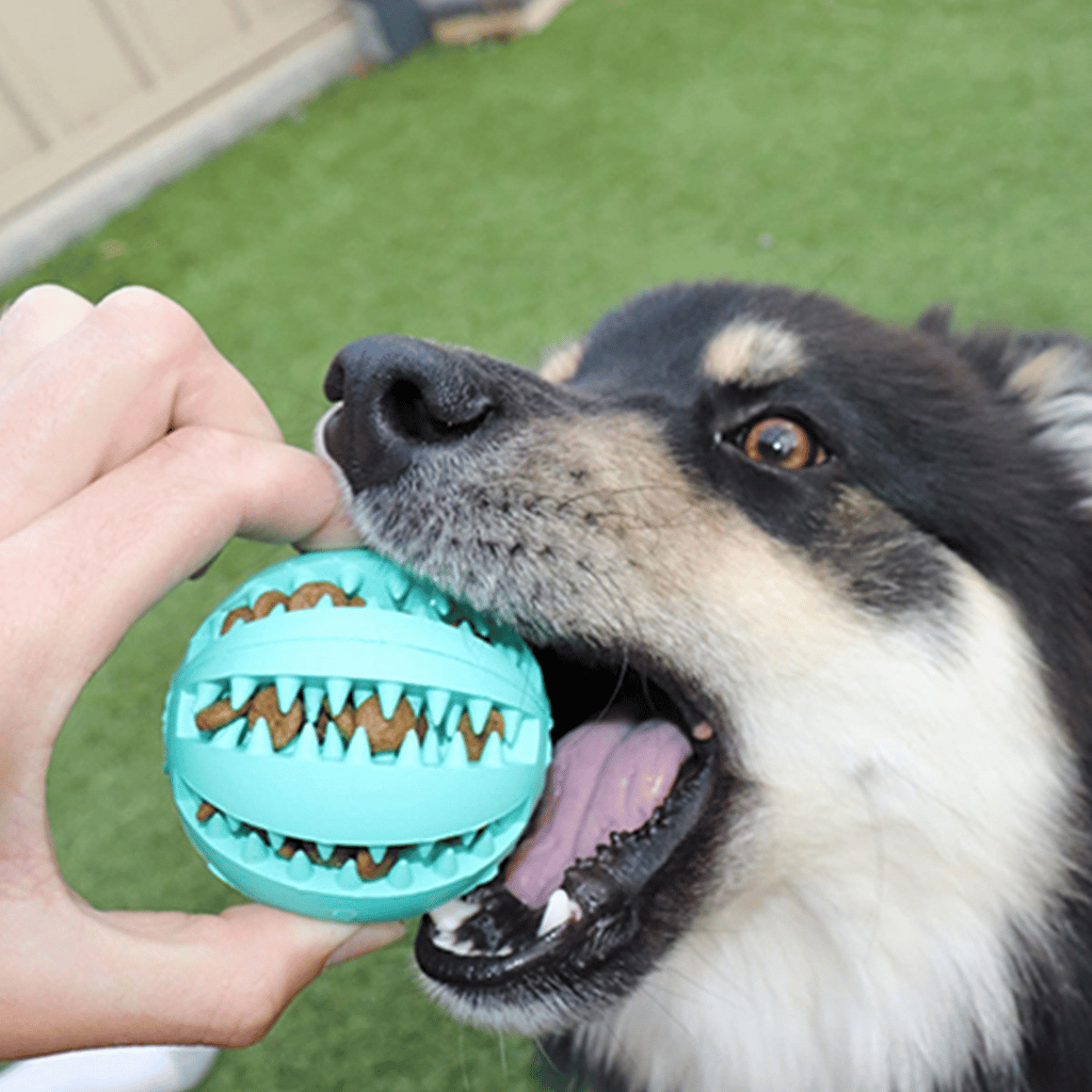 (🔥Clearance Sale Today-46% OFF)Pet teething toy ball-BUY 3 GET 20% OFF & FREE SHIPPING