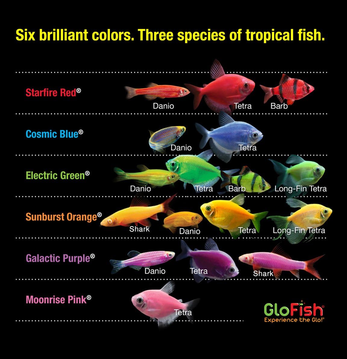 GloFish Aquarium Fish Tank Kits 10 Gallon