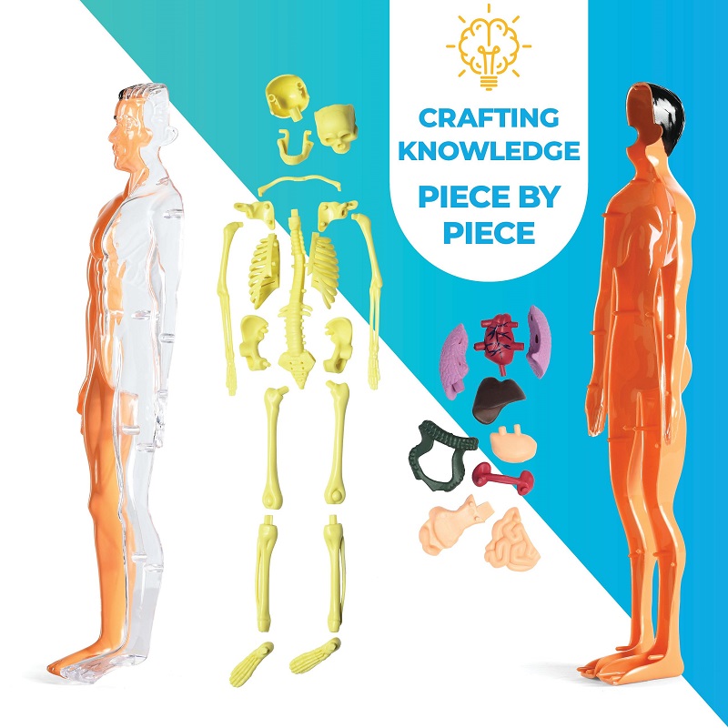 HOT SALE🔥 Human Anatomy Toy Set for Kids - Removable Skeleton Model and Torso 50% OFF Flash Sale