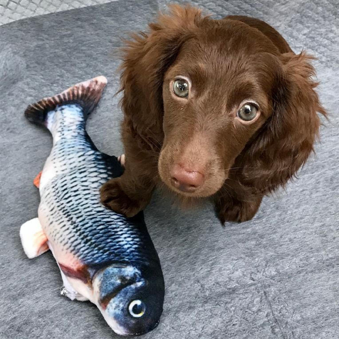 Floppy Fish Interactive Pets Toy