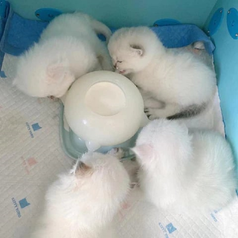 Portable Pet Milk Feeding Bowl