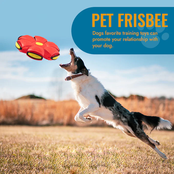 🐾Pet Toy Flying Saucer Ball🐾